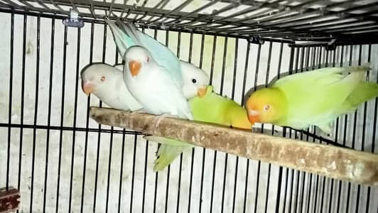 Love Birds, Lovebirds pathay excellent quality