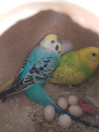 budgies breeder & Pathay Available