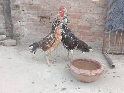 1 pakoya breeder two japnese ganoi females 1 pakoyi