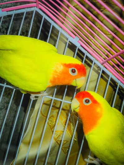 Fischer’s Lovebird Lutino Pair for Sale