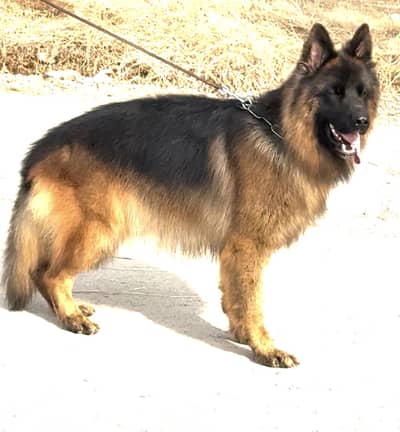 Long coat Imported blood line