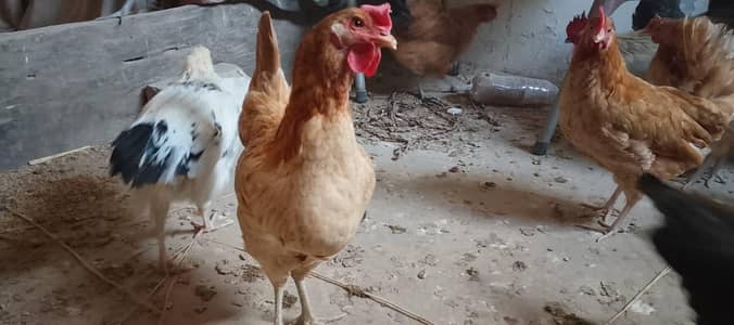 Golden misri starter murgi new egg egg