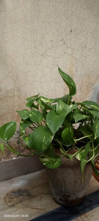 Money Plant with Pot
