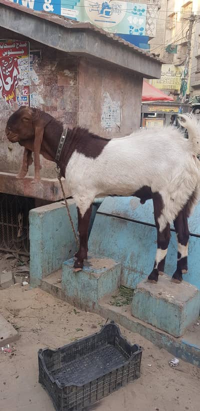 Ando Bakra for sell