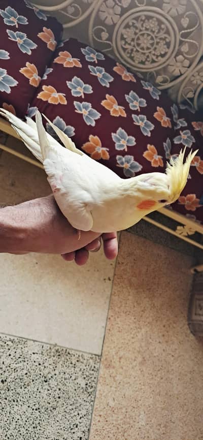 Cocktail l Cocktail Hand Tame | Handtame Cocktail