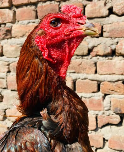 Thai pakoya male for sale