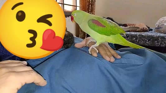 full handtame takling female parrots