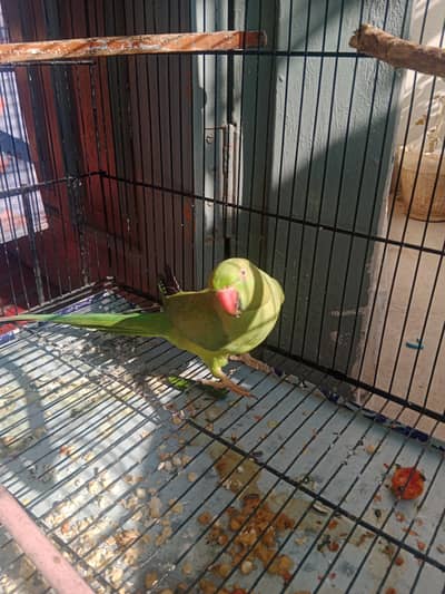 haldi female parrot