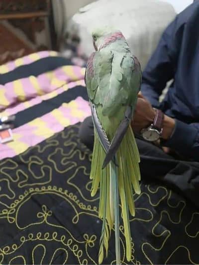 Kasmir raw parrot for sale urgent my WhatsApp number 03134925408