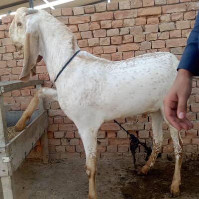 lalmakhi chena bakra