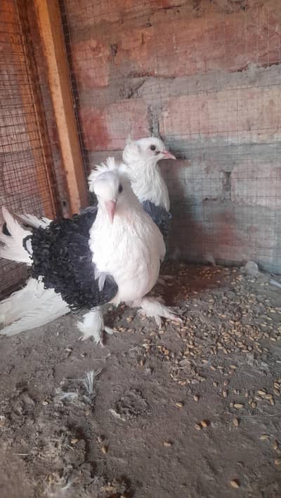 frill pigeons, nakabposh pigeons