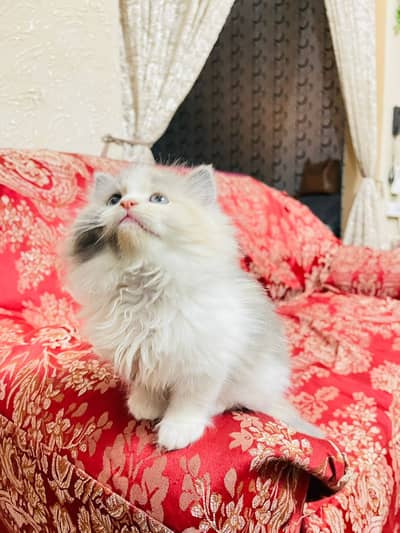 Persian Female Kitten