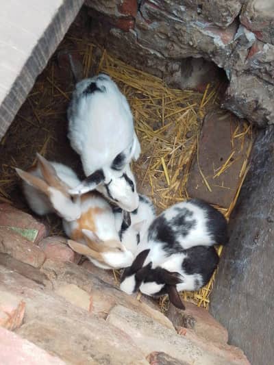 Rabbits for sell