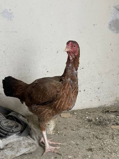 Aseel Female For Sale Hen