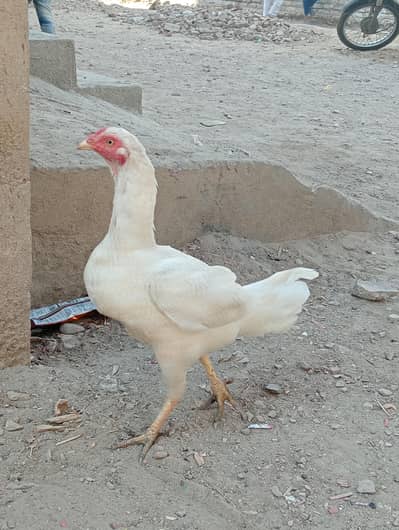 MashaAllah long heighted jawa & paper white Madi quality birds