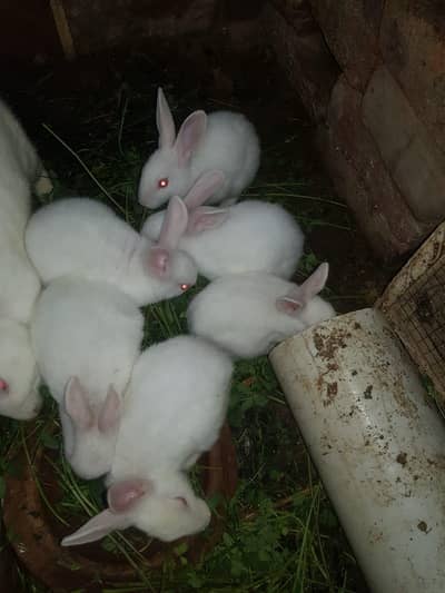 6 white rabbit baby