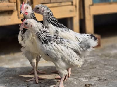 Light Sussex Eggs and chicks