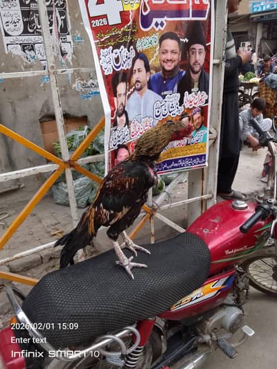 Sindhi shamo aseel cock