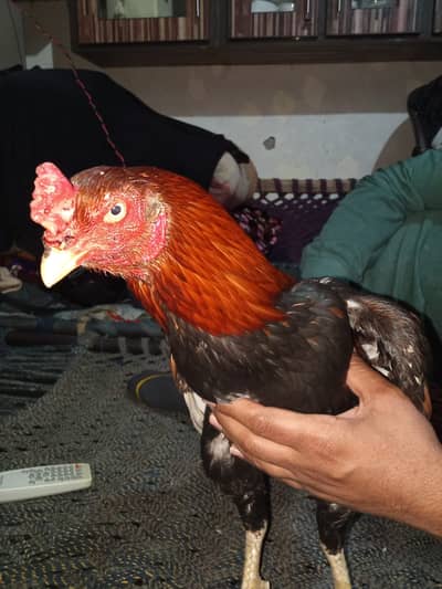 Aseel Murga 2 time win