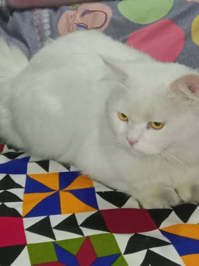persian cat for sale