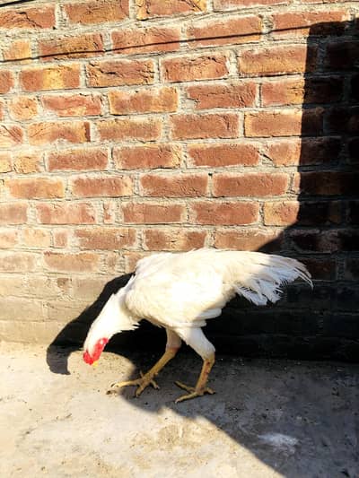 shamo aseel paper white patha for sale ha