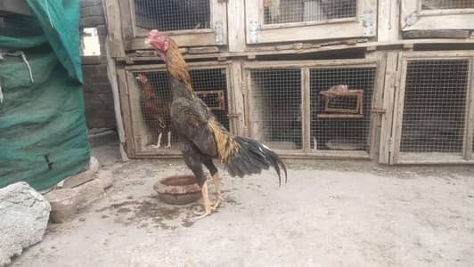 Quality Aseel Oh Shamo