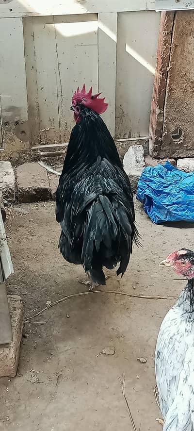 Pure Black Austrolop imported صرف میل