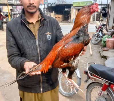 aseel murga mianwali breed