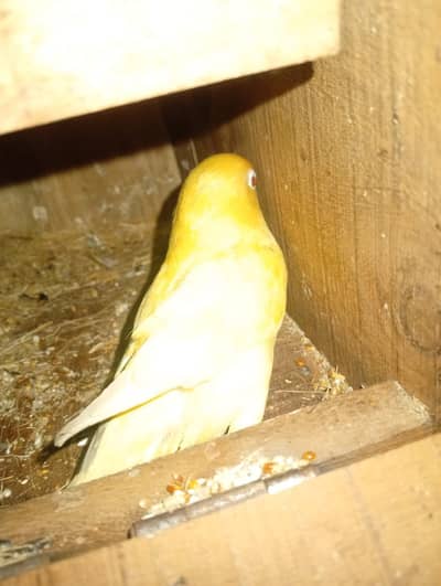 lovebird breeder pair 