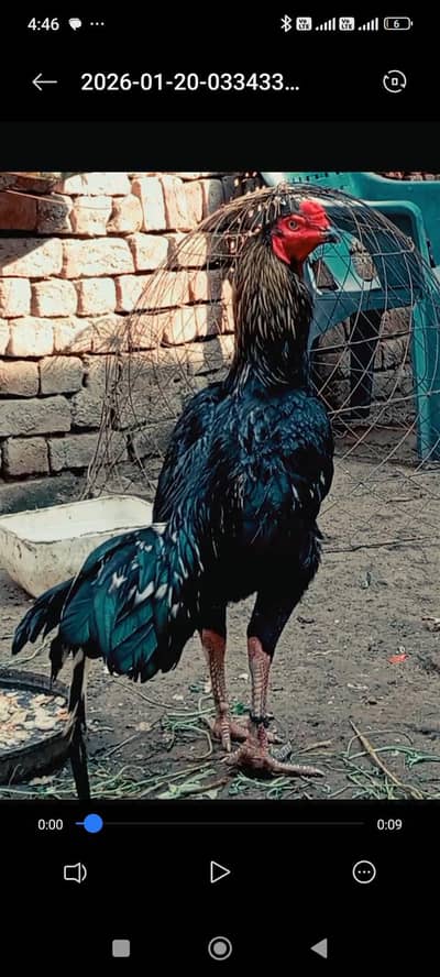 shamo cross aseel murgha