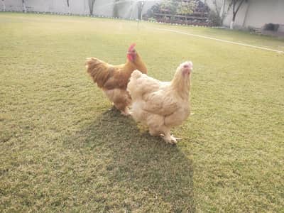 Heavy Buff pair for sale