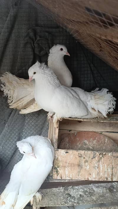 Brazilian Lake kabutr