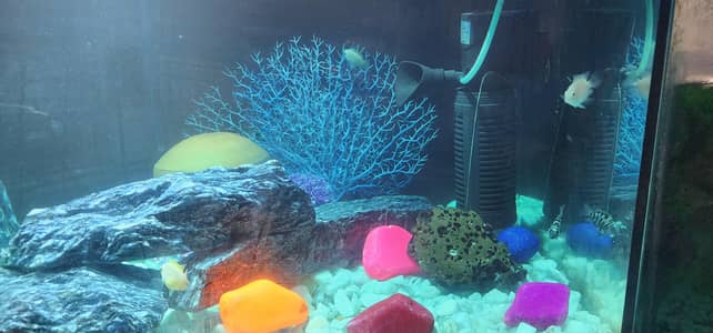 Poral perot fish ,beta fish  , parrot fish yellow color