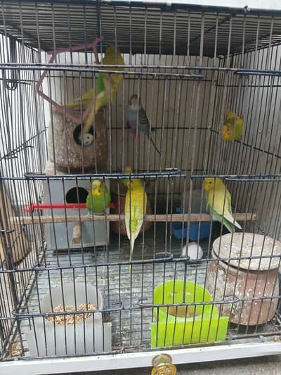 Australian buge parrots   for sale healthy and active