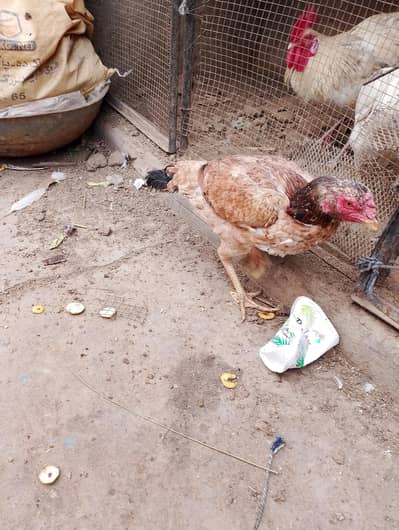 Aseel hen brown color