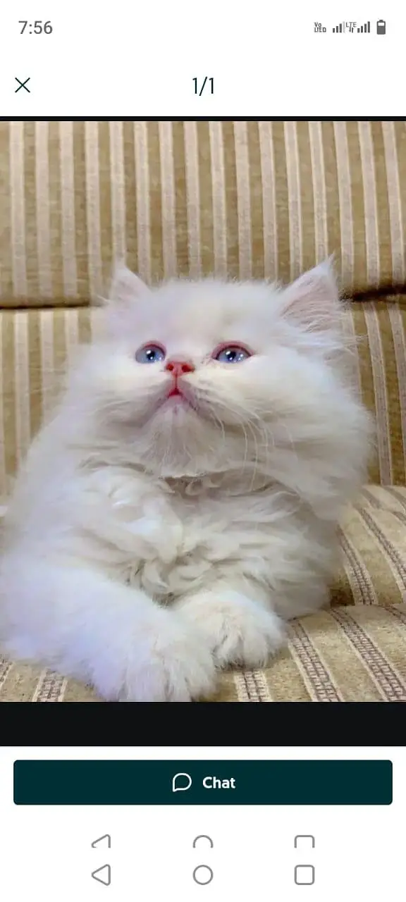 Kittens