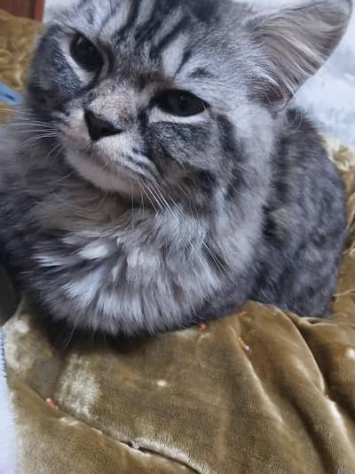 triple coated persion for sale