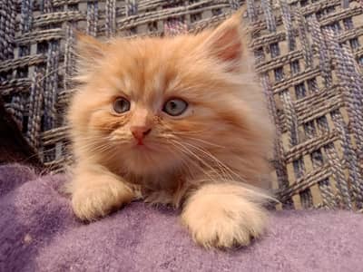 Brown kitten  Persian triple coated
