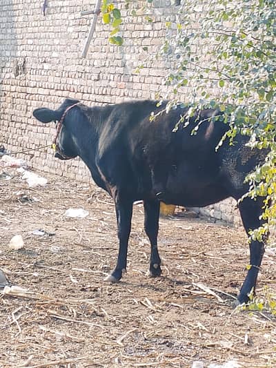 *Cow / Gay / Jersey Cow / Gaee / گائے / فروخت کے لیے گائے*