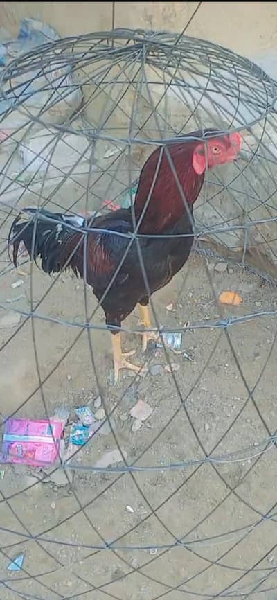 high qulity muska cheeny pathy