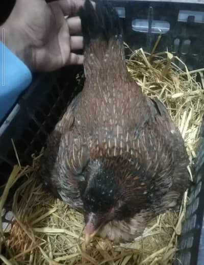 5 kurak Madi for sale shamo egg bi mil gay ga