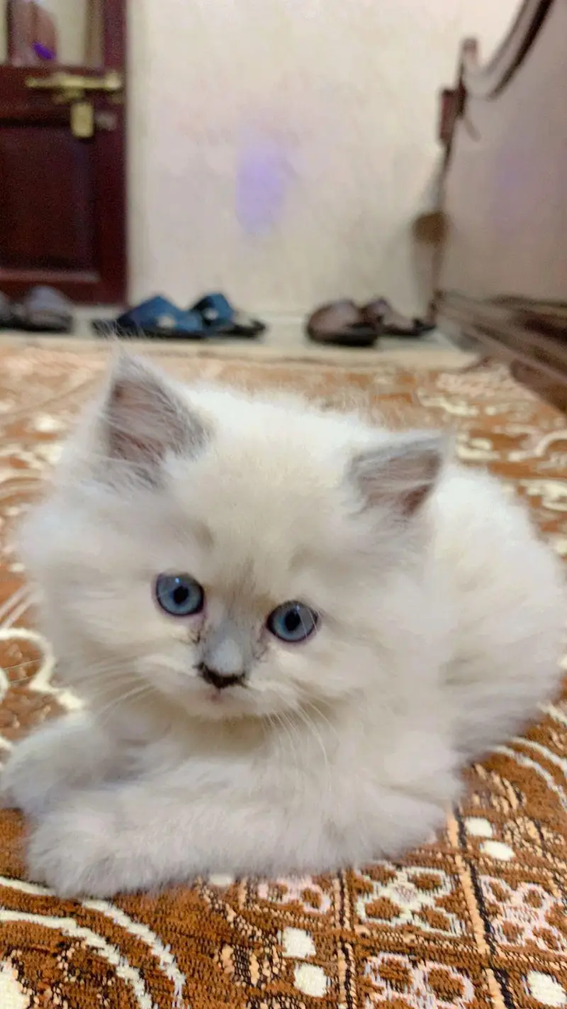 Kittens _