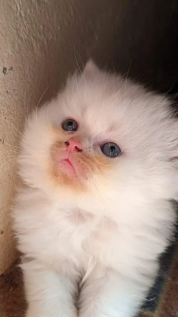 Kittens _ — photo 3
