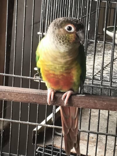 yellow sided breeder female with DNA