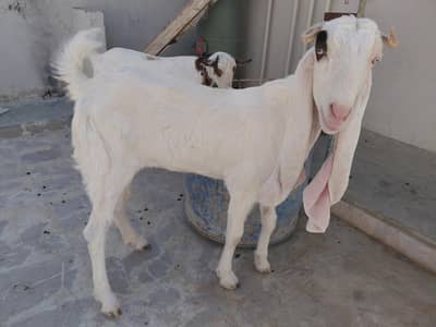 bakri for sale
