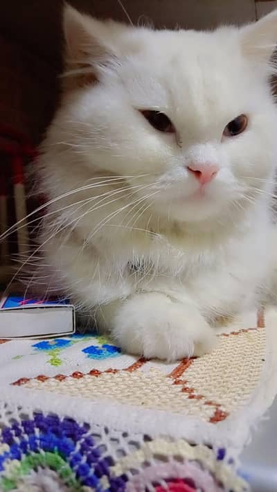 female Persian is missing