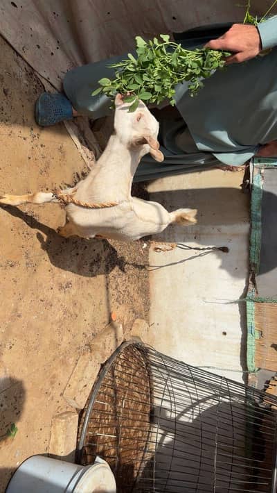 teddy bakri with pair of kids