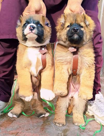 Bakarwal dogs male female age 2 month for sale