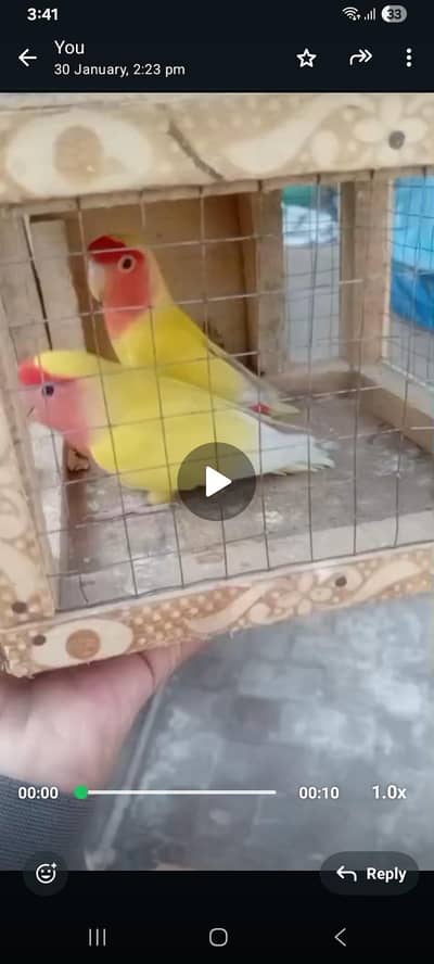 Common lutino pair with egg for sale