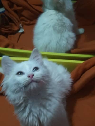 white Persian cat